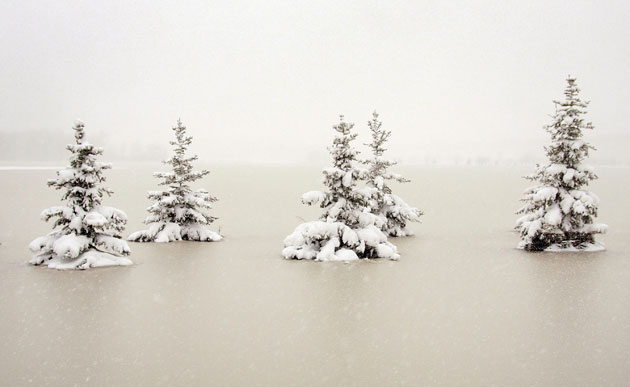 1 April 2009: Moorhead, US: Snow-covered pine trees sit in floodwater