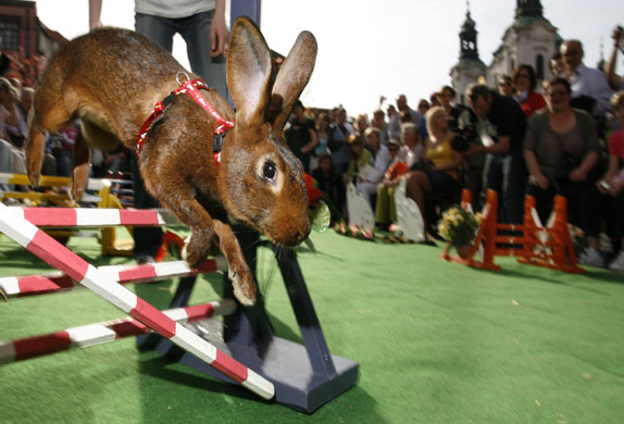 24 hours in pictures: Rabbit Steeple Chase on Holy Thursday, Prague, Czech Republic - 09 Apr 2009