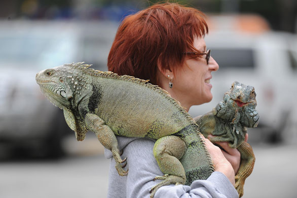 24 hours in pictures: Los Angeles, USA: Two green iguanas at the blessing of the animals