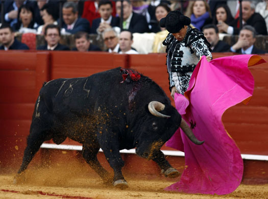 Bullfight season starts: Spanish bullfighter Jose Maria Manzanares performs a pass to a bull