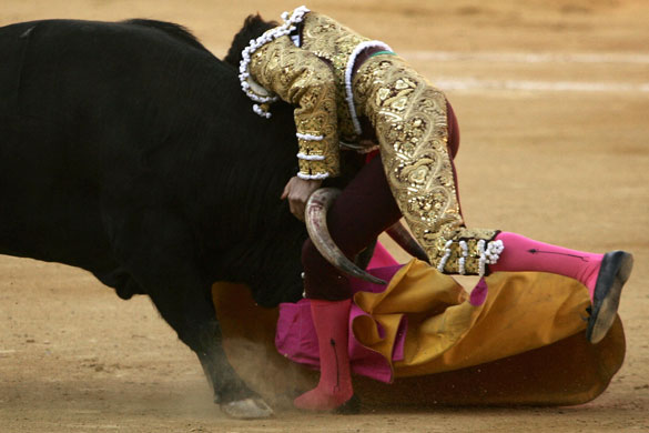 Bullfight season starts: Bullfighter Jose Tomas is tackled by a bull during a bullfight in Malaga