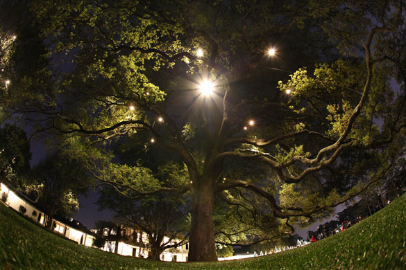 24 hours in pictures: Georgia, USA: Lights illuminate the oak tree outside the Augusta Golf Club.
