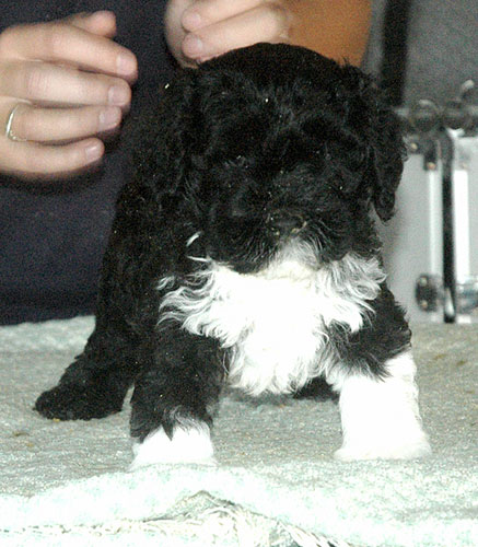 The Obama family's dog Bo: Bo in Texas at his breeders when he was 6 1/2-weeks-old