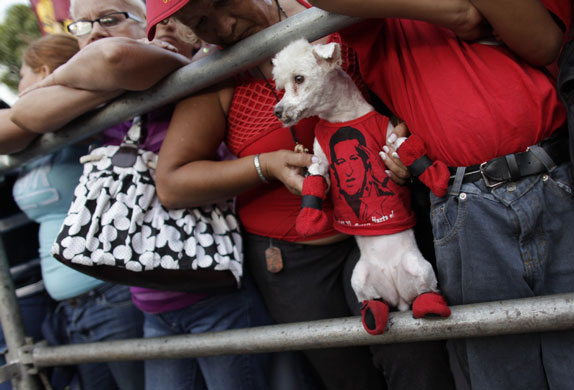 14 April 2009: A dog at a commemoration of Hugo Chavez's return to power