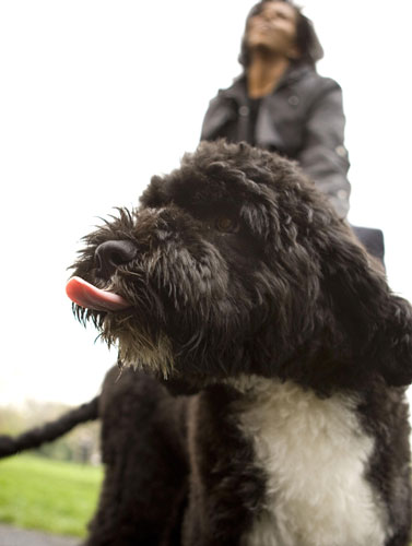 Obama's new dog: Barack Obama and family walk their new dog at the White House