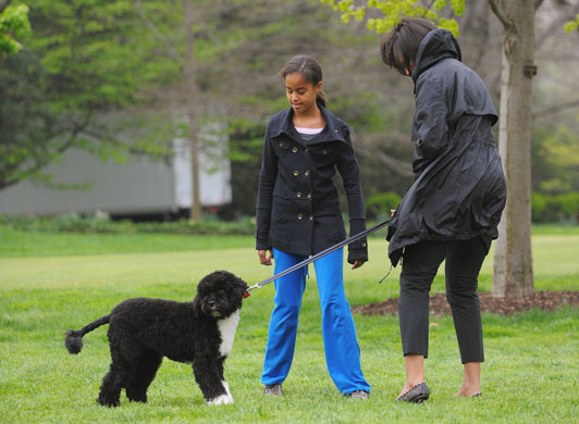 Obama's new dog: Barack Obama and family walk their new dog at the White House