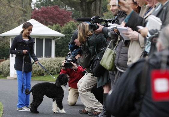 The Obama family dog Bo: Malia takes Bo for a walk on the South Lawn