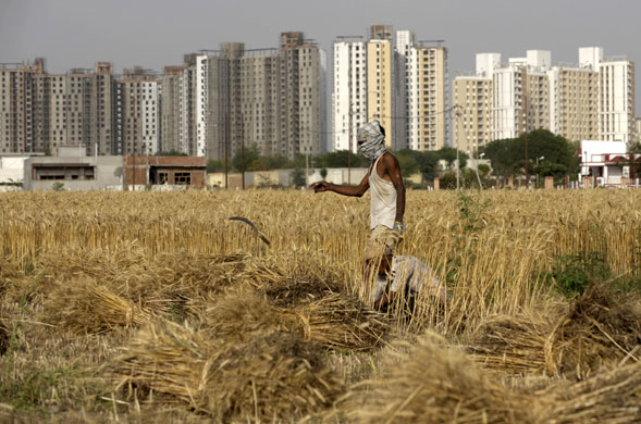 24 hours in pictures: Indian farm worker harvests the wheat crops