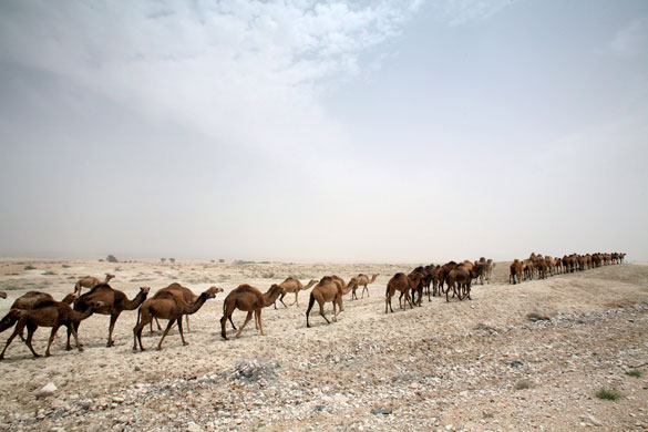 24 hours in pictures: Camels cross the desert near Jericho