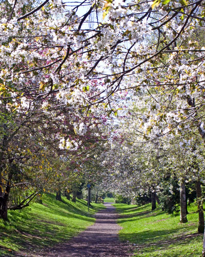 Blossom: A tunnel of white blossom