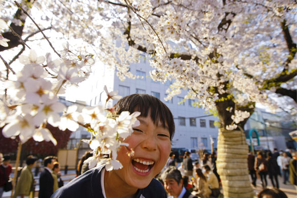 Blossom: Japanese people enjoy cherry blossoms in Tokyo, Japan