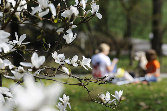 Blossom: German family picnic under blossom tree