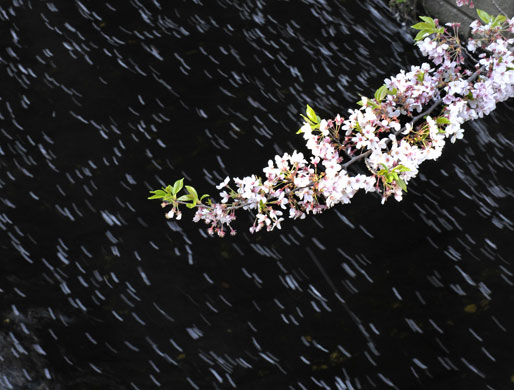 Blossom: Cherry blossoms alongside a river in Tokyo