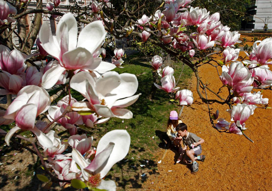 Blossom: Summer-like weather conditions facilitate blossoming throughout Hungary