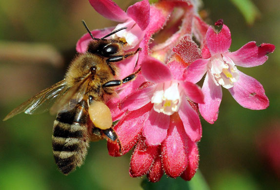 Blossom: Bee on blossom in Germany