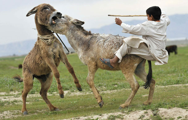 24 hours in pictures : An Afghan boy falls off his donkey in Afghanistan