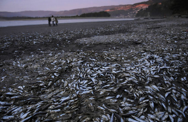 24 hours in pictures : Dead sardines are washed ashore at a  bay in Chile