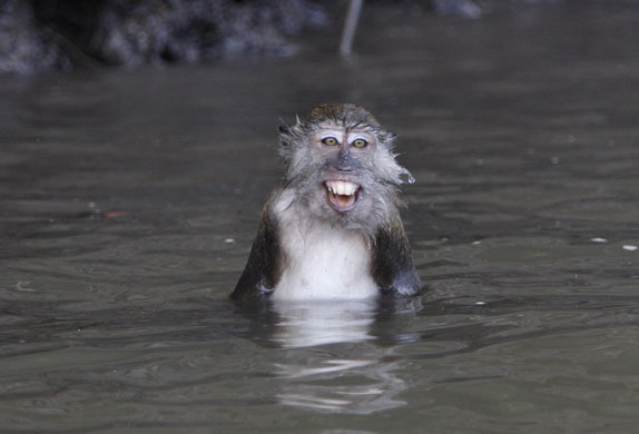 24 hours in pictures : A Long-tailed Macaque monkey in Malaysia
