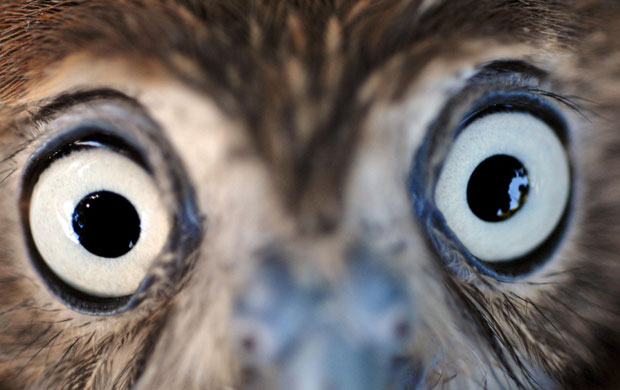 24 hours in pictures: Pygmy Owls donated to the National Zoo of Managua