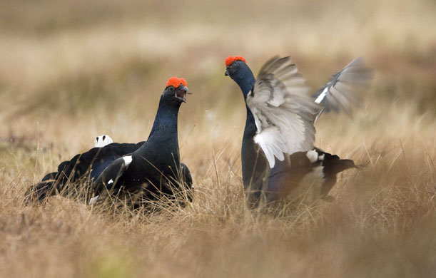 Week in wildlife: Black grouses court