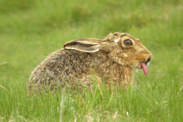 Week in wildlife: Hare sticks his tongue out