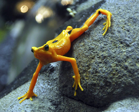 Week in wildlife: A gold frog is seen at the El Nispero Zoo in El Valle town