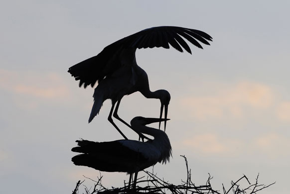 Week in wildlife: Storks mate at sunset in Petrovec village