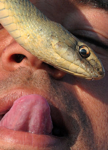 Week in wildlife: A viper snake glides over the face of a snake-charmer 