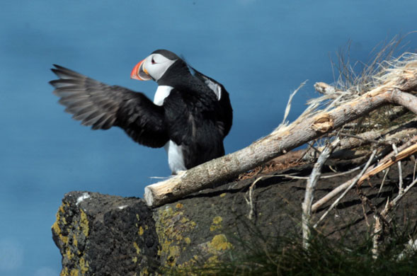 Week in wildlife: Conservation project to reinstate puffins