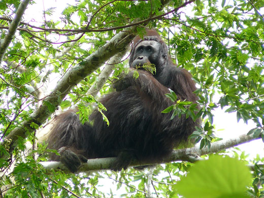 Week in wildlife: Rare orangutans in the mountains of East Kalimantan