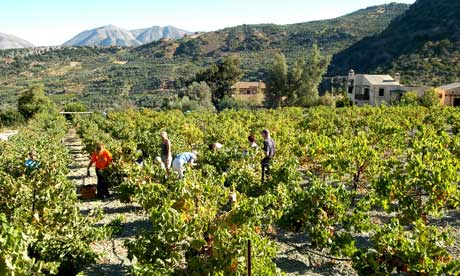 A new life in bloomin gin Crete's hills