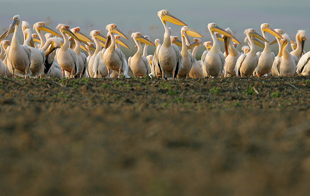 24 hours in pictures: Danube Delta, Romania: Pelicans take a break in a field near Enisala.