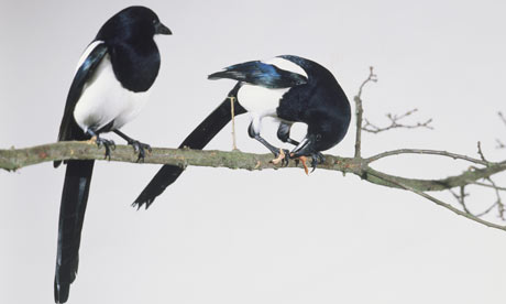 Two Black-billed magpies