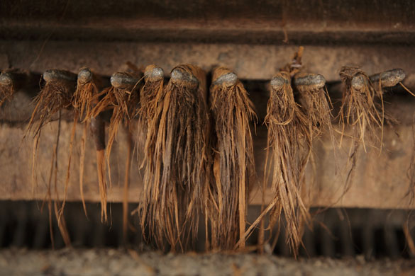 Basket making: P. H. Coate & Son: The machine that strips the bark from the willow rods