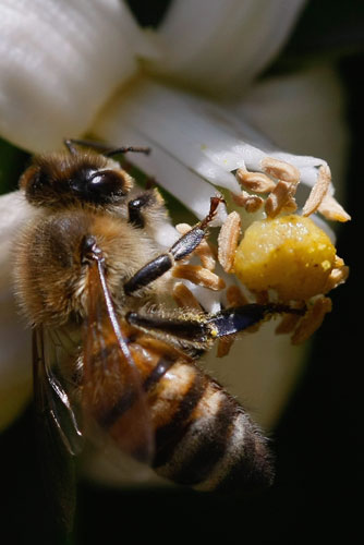 Week in Wildlife: Beekeepers Prepare For Spring Pollination
