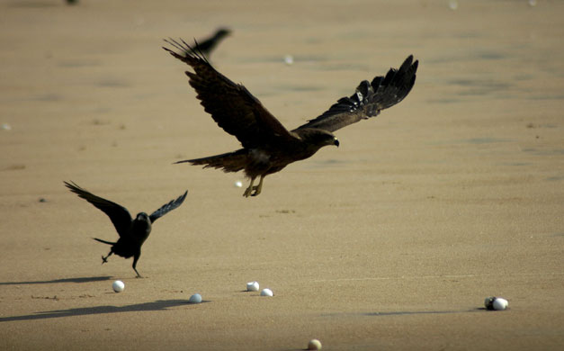 Week in Wildlife: A crow and a kite search for the eggs of Olive Ridley turtles at Rushikulya
