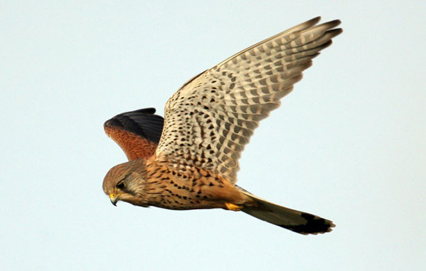 Week in Wildlife: kestrel bird survey BirdWatch Ireland