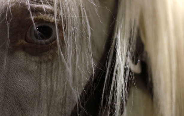 Week in Wildlife: A Spanish thoroughbred horse, Malaga, Spain