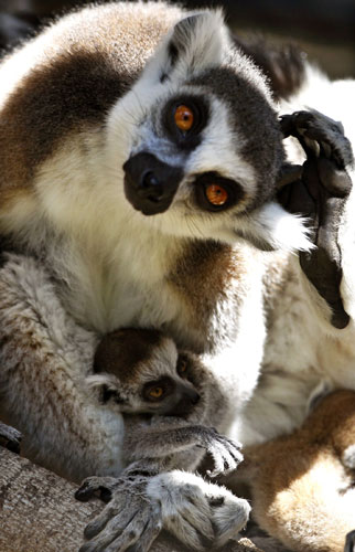 Week in Wildlife: Ring-tailed Lemur holds her baby near Tel Aviv