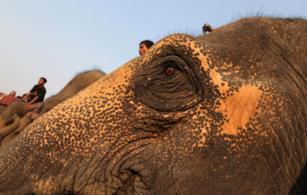 Week in Wildlife: Thai mahouts (elephant drivers) line up their elephants