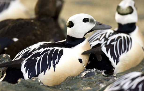 Week in Wildlife: Eiders and Eskimos