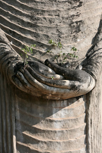 Week in Wildlife: Trees grow a giant cement statue in the Sala Keoku park, Thailand