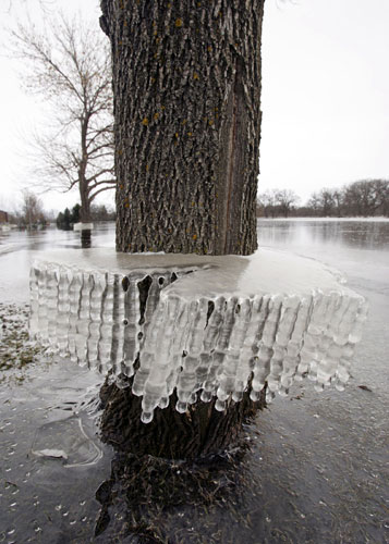 Week in Wildlife: Ice formation on a tree indicates the height of floodwaters, North Dakota