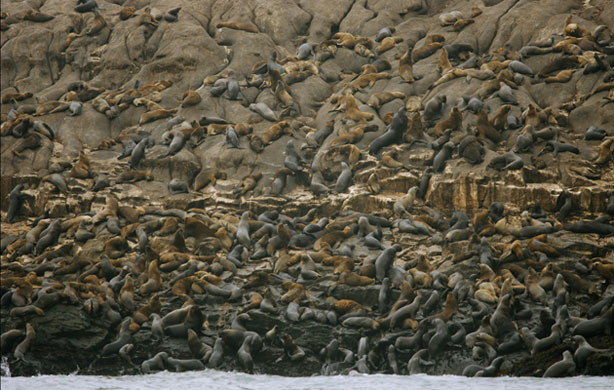 Week in Wildlife: A colony of sea lions is seen at the Palomino islands, Peru