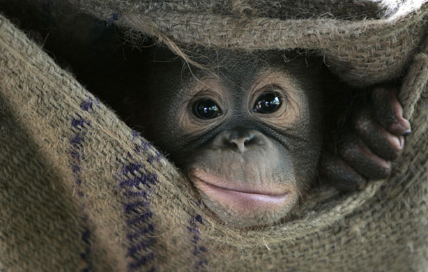 Week in Wildlife: Deepa, a female Orang Utan, plays on Orang Utan Island, Malaysia