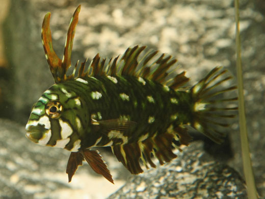 Week in Wildlife: A rockmover wrasse swims at the new Berlin Dragon Castle exhibit , Germany