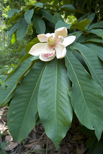 Week in Wildlife: Magnolia megaphylla, Yunnan, China