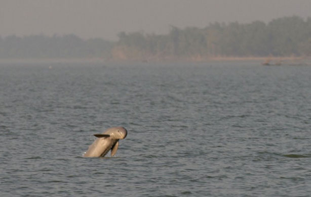 Week in Wildlife: Nearly 6,000 Irrawaddy dolphins are alive and swimming in Bangladesh WCS