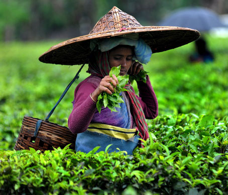 2 April 2009: Dibrugarh, India: A tea garden labourer
