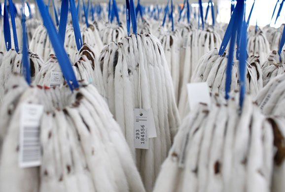 2 April 2009: Copenhagen, Denmark: Mink pelts await inspection at an auction house